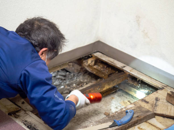 Professional Mold Remediation in Wellington, UT