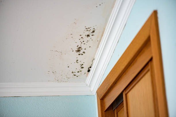 Best Residential Mold Remediation in Wellington, UT