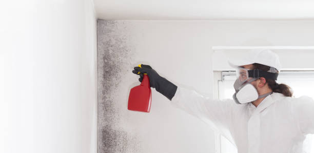 Wellington, UT Mold Remediation Company
