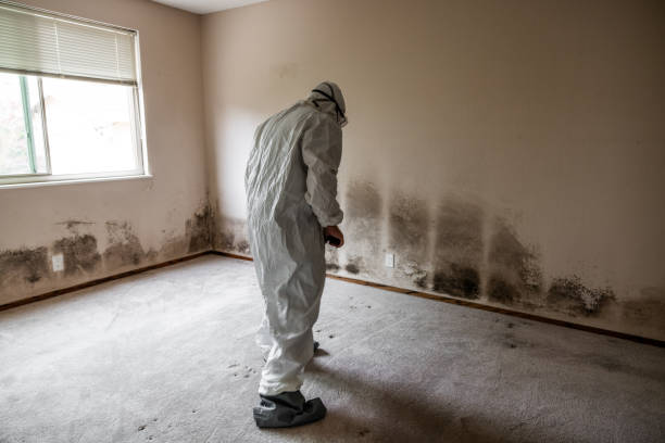 Best Mold Testing and Inspection Services in Wellington, UT