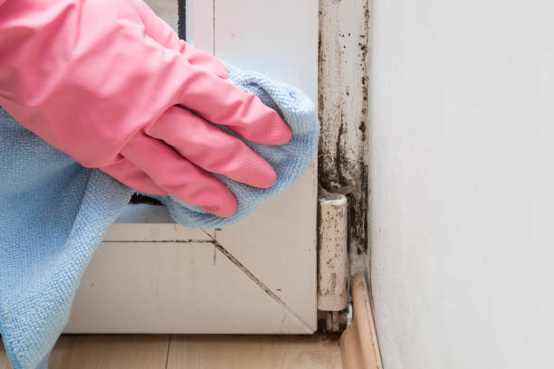  Wellington, UT Mold Removal Pros